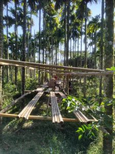 保亭30亩槟榔园转让旺果期接手就有收益