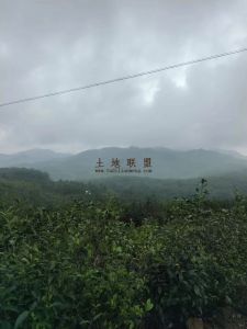 琼中农场140亩林地租金180元/亩/年