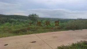 临高300亩种植地出租水电设施齐全可以随时进场耕种