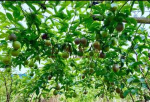 定安农场30亩林地有几亩建设用地租金便宜可以更名