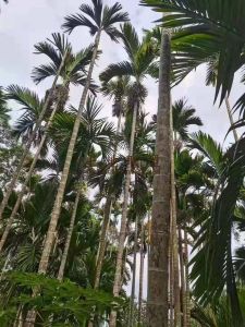 万宁52亩种植地转让交通便利土壤肥沃