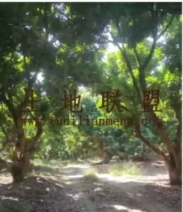 乐东50亩龙眼园转让接手管理就有收益