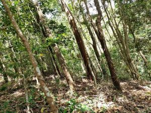 五指山 260亩林地转让租金80元/亩/年一年一付