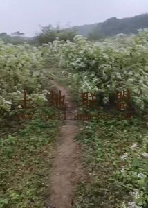 临高94亩林地租金400元/亩/年土壤肥沃