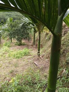 屯昌300亩槟榔园转让租金80元/亩/年接手管理就有收益