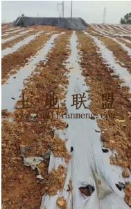 澄迈55亩基本农田设施齐全直接进场耕种