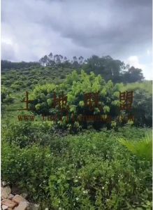 海口三门坡200亩荔枝园租金450元一年一付