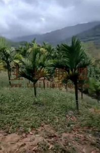 五指山300亩林地有林权证转让费450元/亩/年包含租金