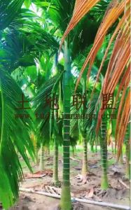 三亚8亩1200棵槟榔园出租长势旺盛接手管理就有收益