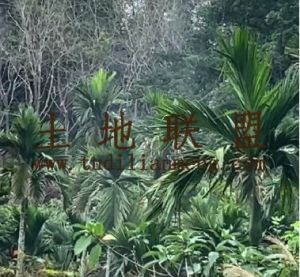 琼海26亩槟榔园租金320一亩一年接手管理就有收益