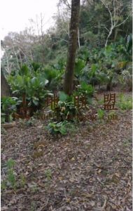 琼中170亩马占树林地转让租金便宜非常适合种植槟榔