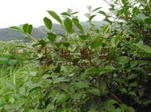 琼中100亩山茶油转让租金100元/亩/年一年一付