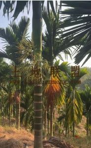 乐东370亩槟榔园转让租金150元/亩/年五年一付