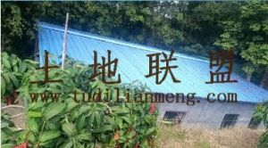 保亭35亩果园租金350元/亩/年一年一付