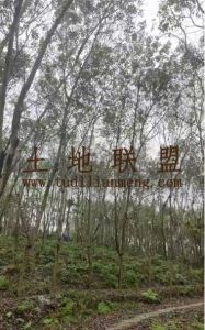 万宁16亩林地可以永久使用没有租金只要48万