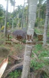 陵水100亩槟榔园出租价格便宜接手管理就有收益