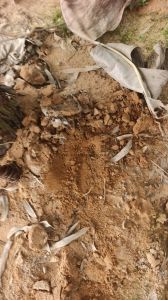 儋州500亩林地租金580元/亩/年一年一付