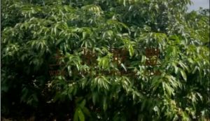 文昌110亩荔枝园转让设施齐全接手管理就有收益