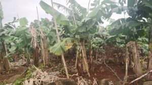 东方1100亩林地租金可以十年一付设施齐全