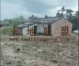 海口琼山20亩林地环境清幽舒适出租价格可以五年一付