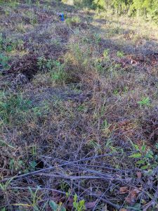 琼海87亩林地租金35元/亩/年五年一付