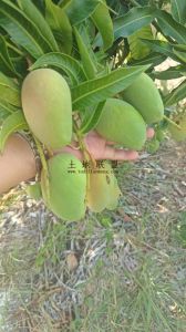 乐东500亩林地转让水源充足租金便宜