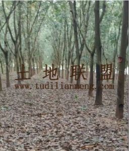 白沙130亩林地转让租金五年一付水源充足