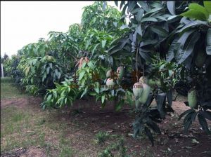 乐东200亩芒果园转让租金100元/亩/年一年一付