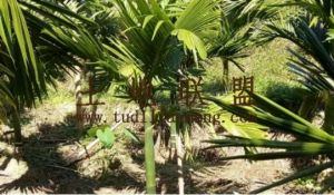 琼海60亩林地设施齐全租金便宜适合种殖养殖