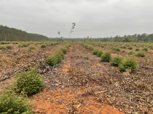 昌江120亩短期地出租土壤肥沃适合种植凤梨 香蕉