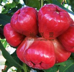 琼海108亩莲雾园转让设施齐全租金便宜