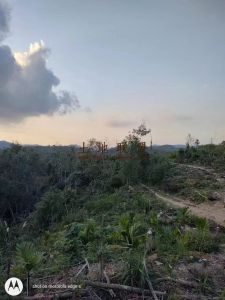 文昌120亩林地转让租金可以五年一付可以随时进场耕种