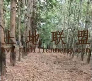 临高200亩林地土壤肥沃交通便利