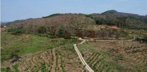 琼中80亩槟榔园交通便利租金3000元/年接手管理就有收益