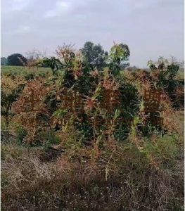 东方470亩林地租金五年一付交通便利