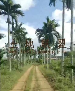 琼中176亩林地设施齐全租金50元/亩/年一年一付