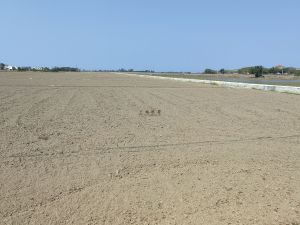 临高350亩基本农田出租交通便利水源充足