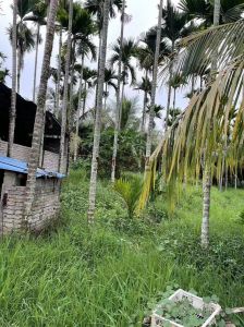 保亭320亩林地租金400元/亩/年一年一付