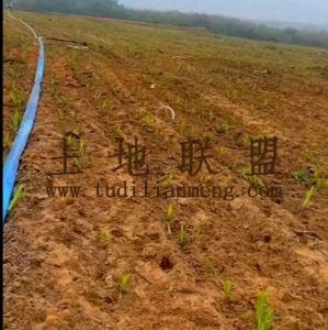 临高500亩林地租金可以五年一付土壤肥沃