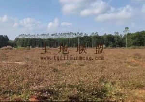 澄迈67亩养殖用地租金200元/亩/年手续齐全