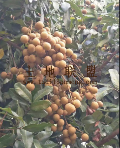 乐东76亩龙眼园出租果树长势旺盛接手管理就有收益