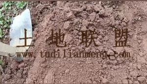 儋州3200亩林地租金可以十年一付