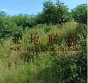 乐东36亩临近水库边林地交通便利租金670元/亩/年