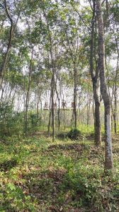 乐东110亩林地租金可以分期付款水源充足