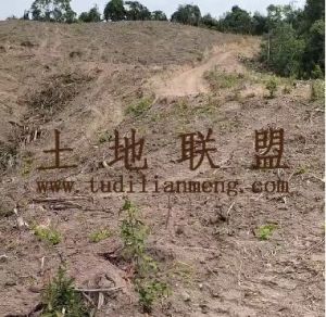 乐东400亩种植可以随时进场耕种租金550元/亩/年