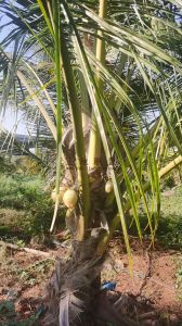 澄迈100亩椰子园出租设施齐全接手管理就有收益