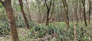 琼海6亩林地位置优越租金600元/亩