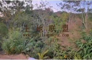 三亚14亩林地合同年限长交通便利