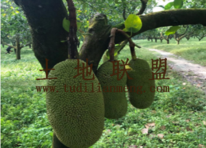 陵水100亩菠萝蜜园设施齐全没有租金