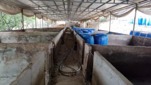 三亚4000平米养猪场出租设施齐全租金一年一付